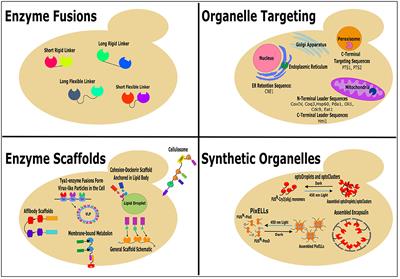 Successful Enzyme Colocalization Strategies in Yeast for Increased Synthesis of Non-native Products